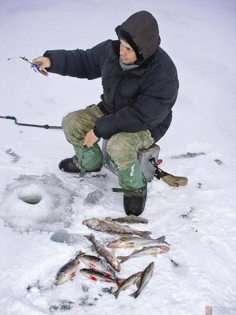 Техника ловли окуня зимой на балду и нюансы рыбалки