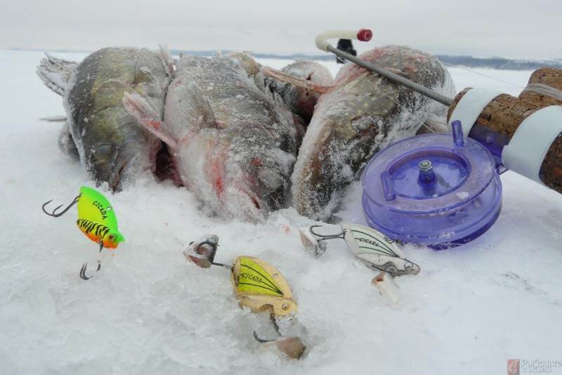 Как ловить судака зимой со льда - Особенности выбора