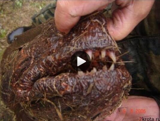 Видео о ловле черного амура осенью на кукурузу