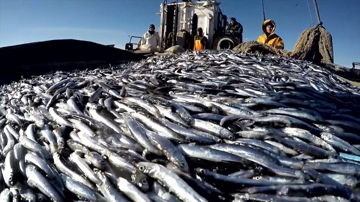 Севастополь отличился объемом добычи рыбы в 2020 году