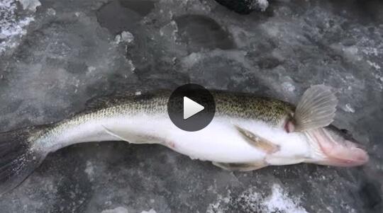 Видео о рыбалке на щуку и судака зимой на блесны и балансиры