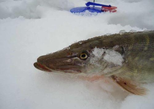 рыбалка на жерлицы по последнему льду